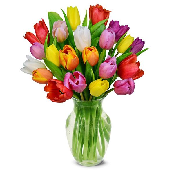 20 Multicolour Tulips