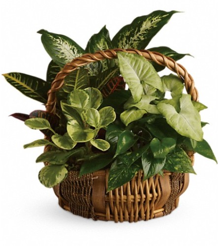 Garden Basket